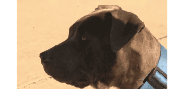 Youtube.com/KRCA News