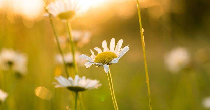 Unsplash/Daniel Weiss