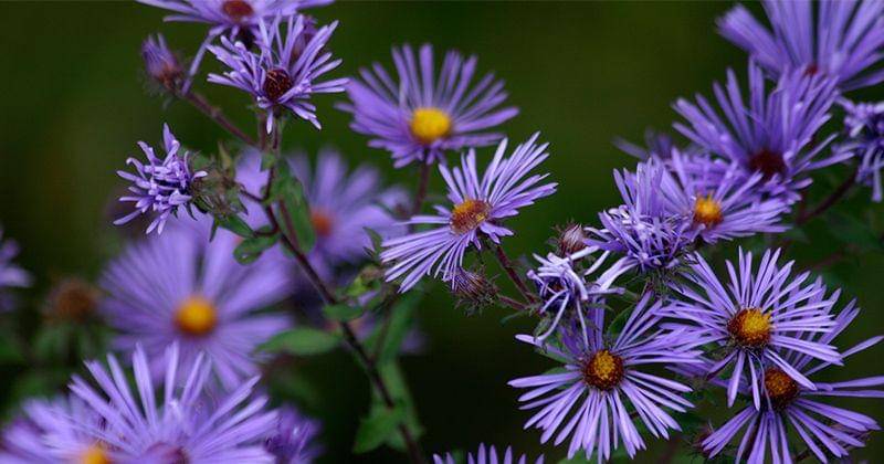 Flickr.com/bgblogging