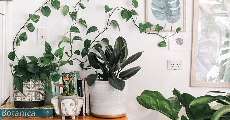 Unsplash/Prudence Earl