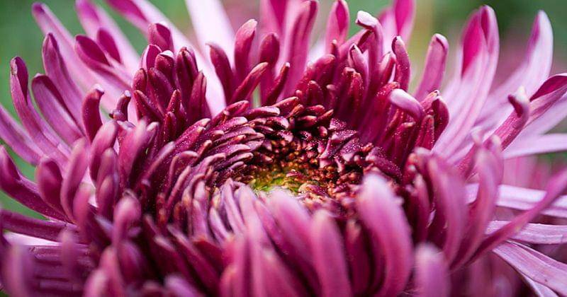 Flickr.com/Vladimir Maltsev