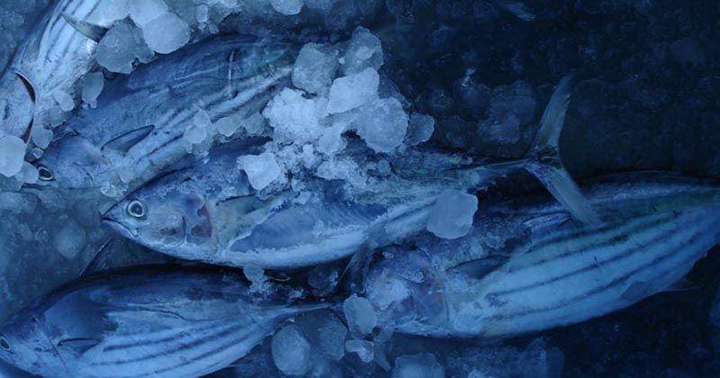 Flickr.com/Ahmed Shiham