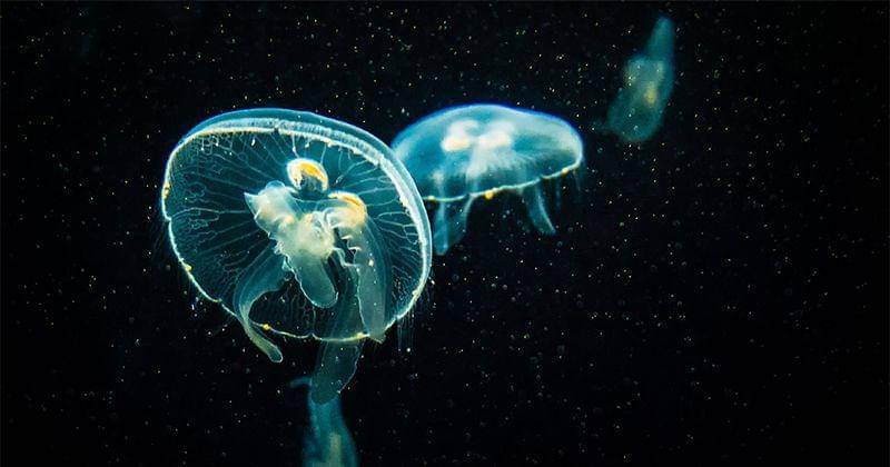 Unsplash/ Nik Ramzi Nik Hassan