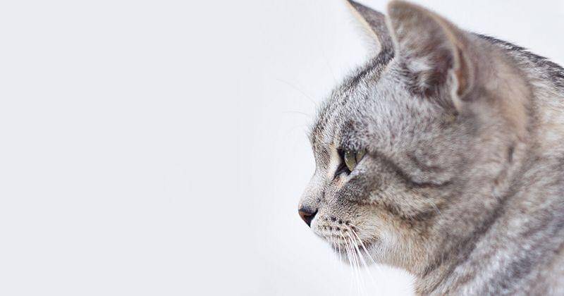 Unsplash/Mikhail Vasilyev