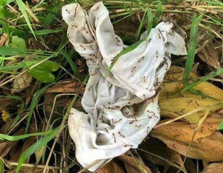 Facebook.com/Diela Yusofe