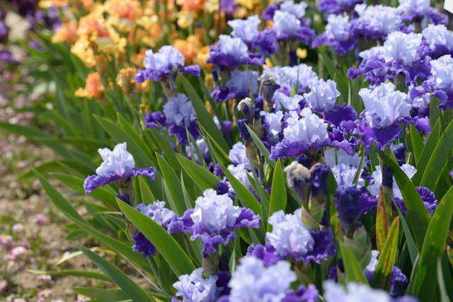 gardenia.net