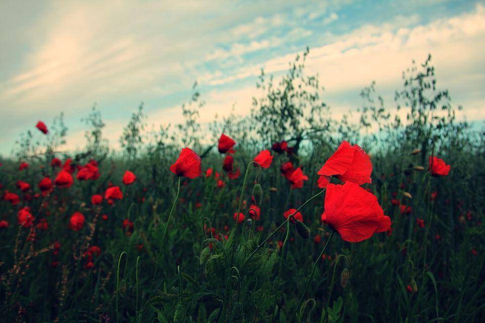 Pixabay/stocksnap