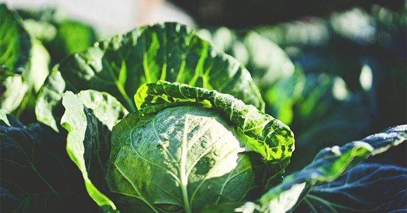 Unsplash/Clint McKoy