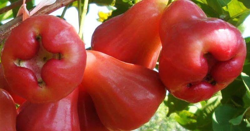 Popmama.com/Novy Agrina