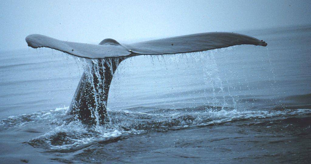 Upload.wikimedia.org