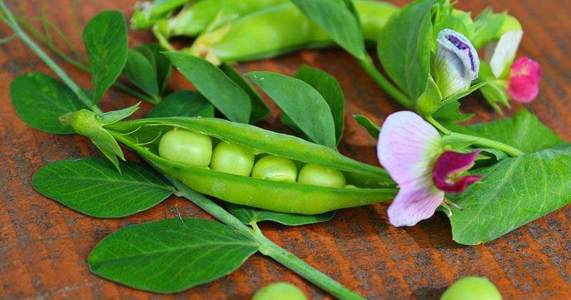 Pixabay/ruslanababenko