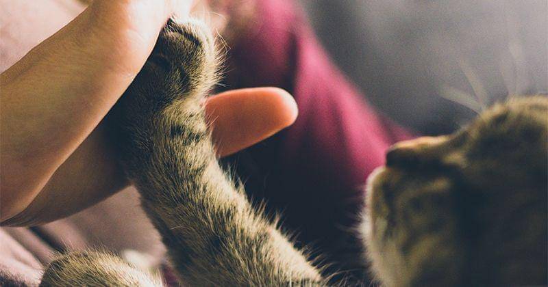 Unsplash/Jonas Vincent