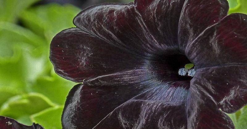 Pixabay/werner22brigitte