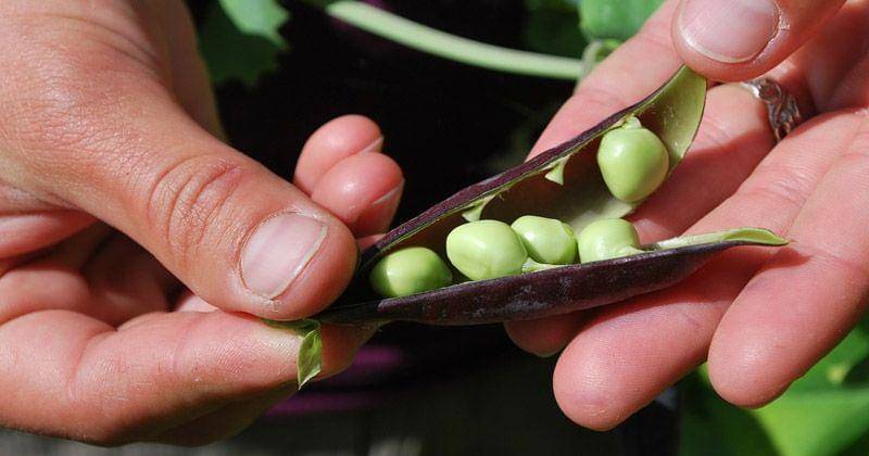 Pixabay/wsujeffersoncounty0