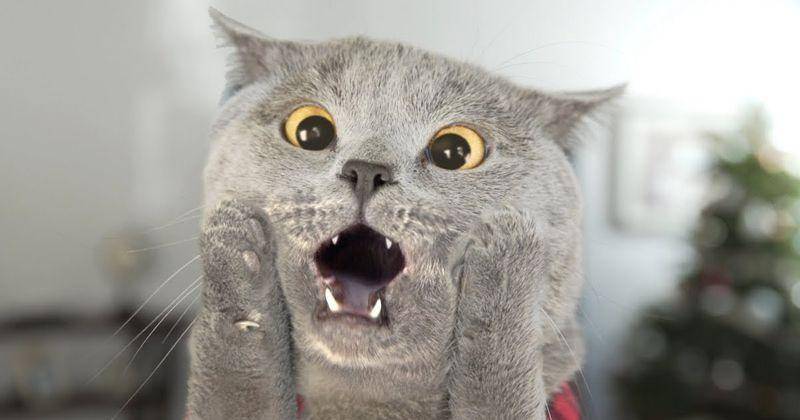 Youtube.com/Cat Left Home Alone
