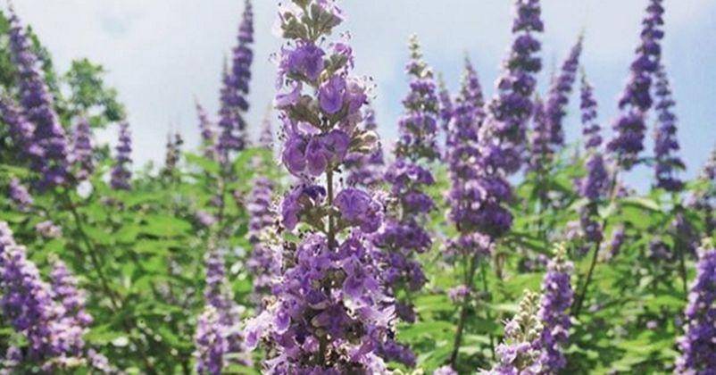 Instagram.com/moonflowerherbfest