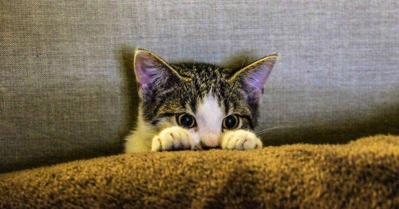 Pexels/Ghost Presenter