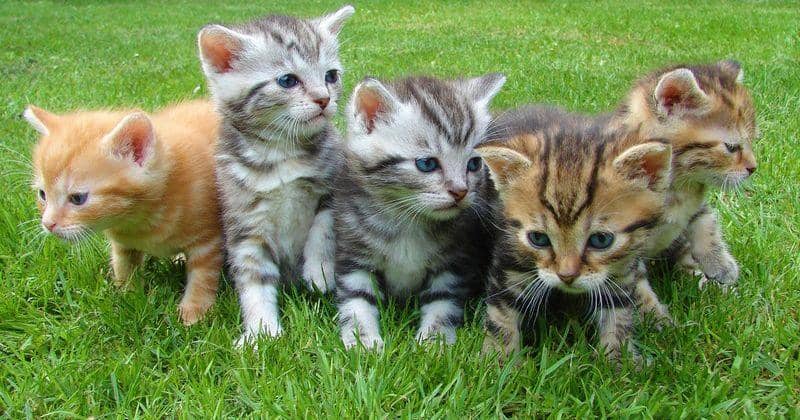 Kucing Ras Sedang 10 Tanda Kucing Sedang Sedih yang Jarang Disadari Pemilik | Popmama.com