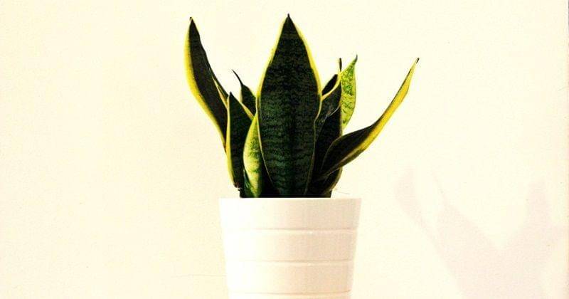 Pixabay/Katiamaglogianni