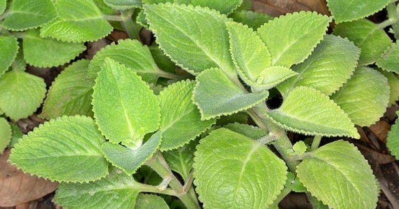 monaconatureencyclopedia.com