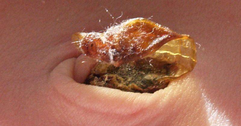 Commons.wikimedia.org