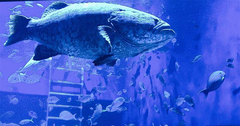 Popmama.com/Fx Dimas Prasetyo 