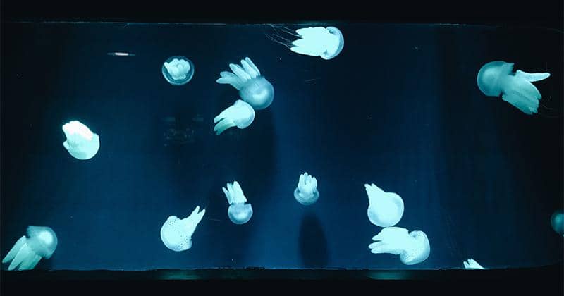 Popmama.com/Fx Dimas Prasetyo 