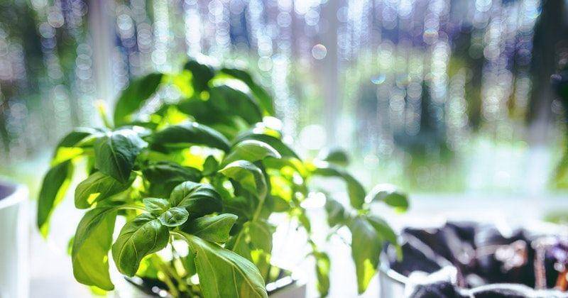 Pexels/Kaboompics.com