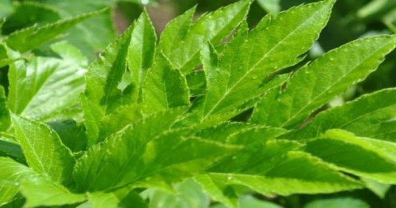 drhealthbenefits.com