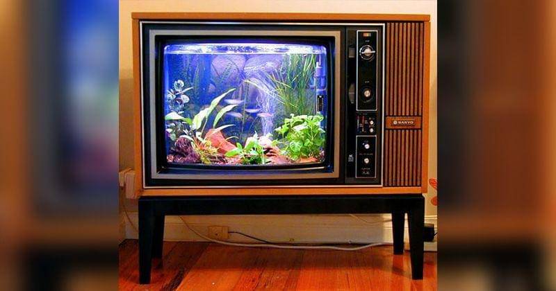 Pinterest/funmag org