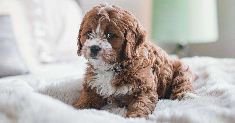 Unsplash/Roberto Nickson