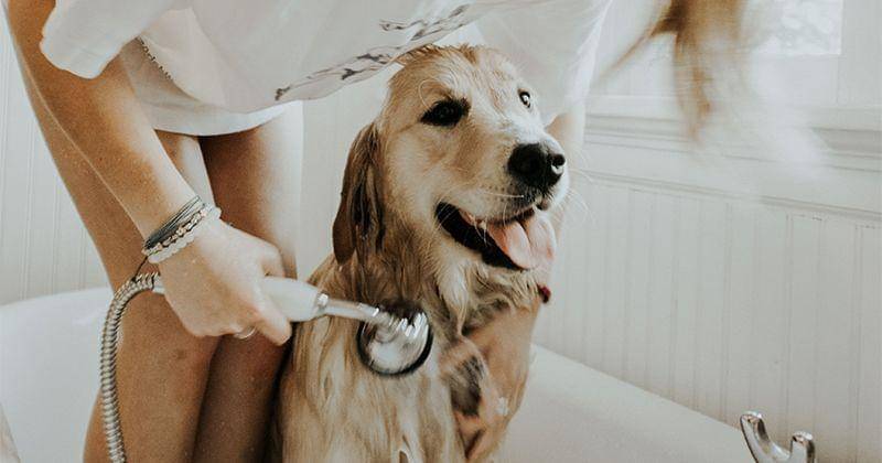 Unsplash/Autri Taheri