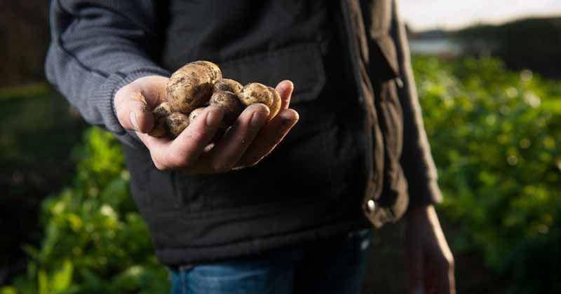 Unsplash/ Agence Producteurs Locaux Damien Kühn