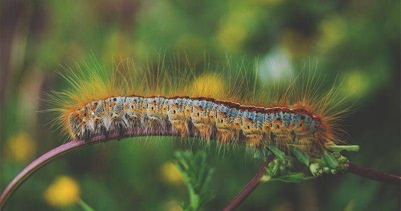 Unsplash/Yoal Desurmont