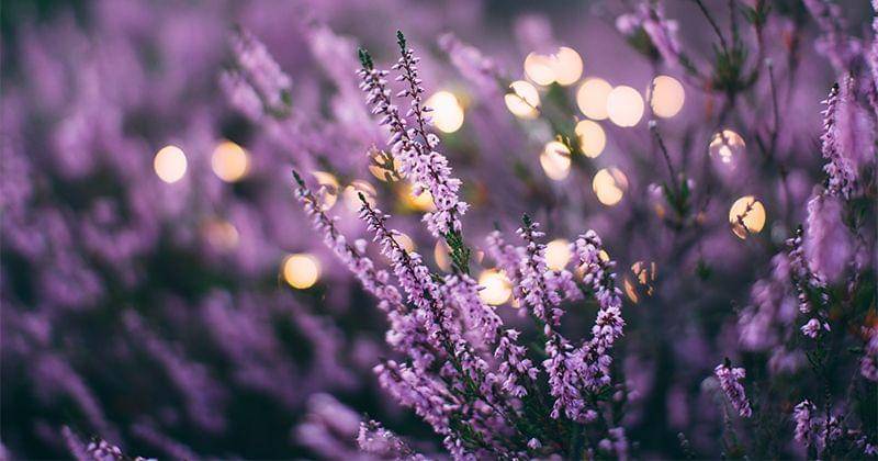 Unsplash/Daiga Ellaby