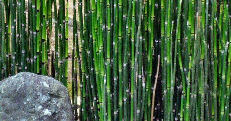 djenneinitiative.org