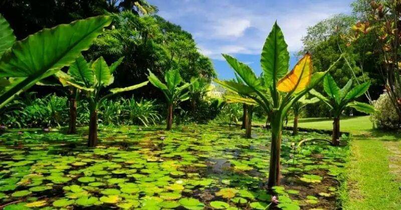 Sandrini Green Architecture