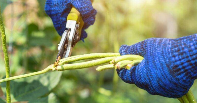 Phanuwatnandee / Freepik