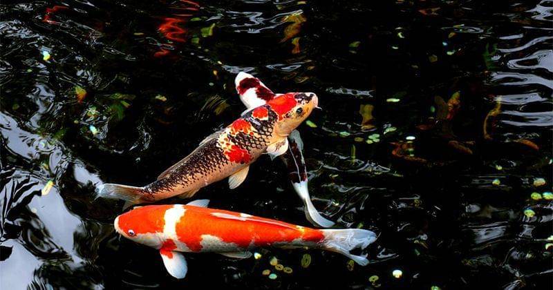 Pixabay/flodambricourt