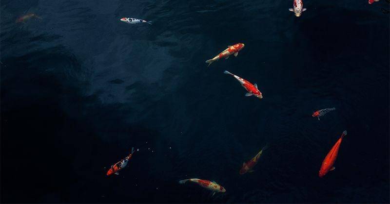 Unsplash/Alice Mourou