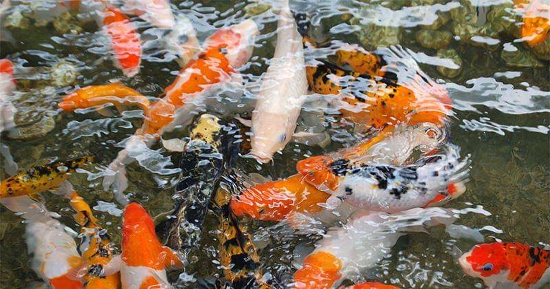 Unsplash/frank green