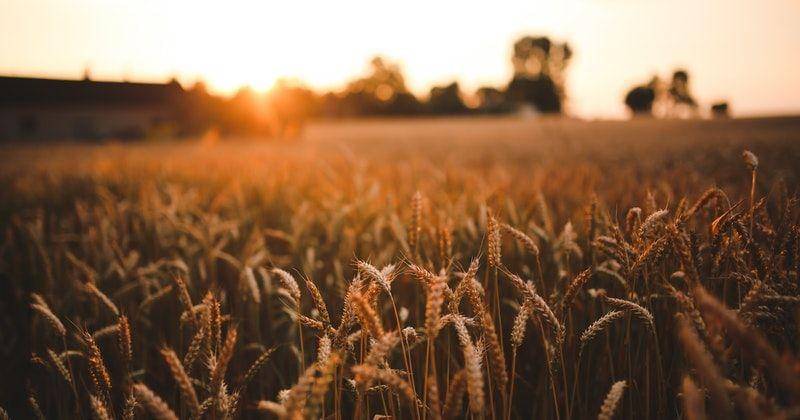 Pexels/Kaboompics.com