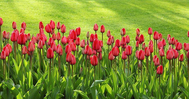 Pexels/Public Domain Pictures