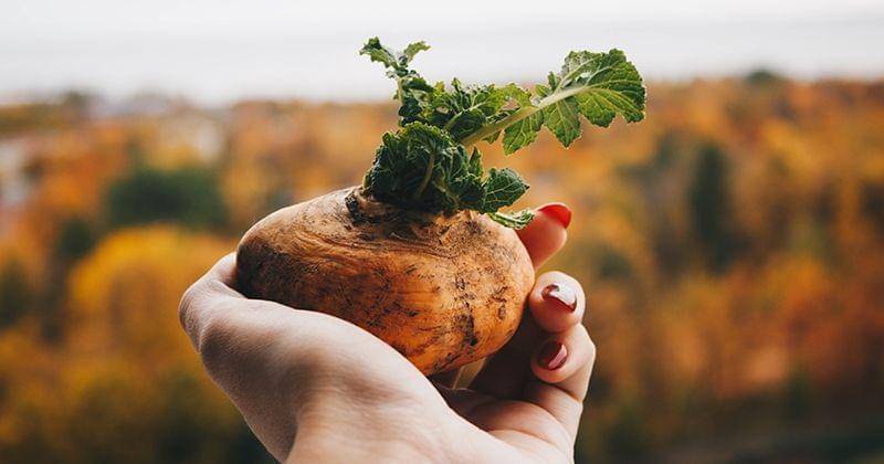 Pexels/Kristina Paukshtite