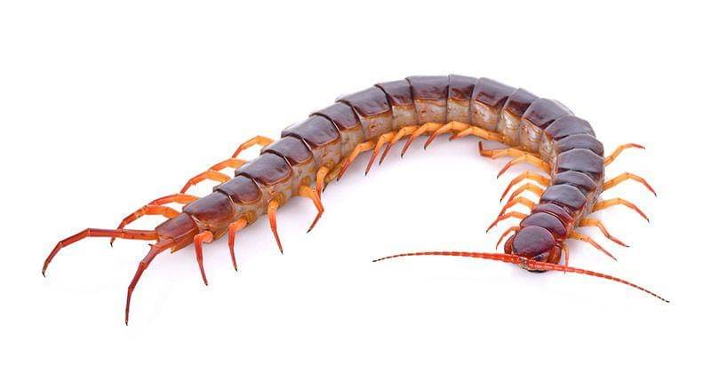 billclarkbugsperts.com