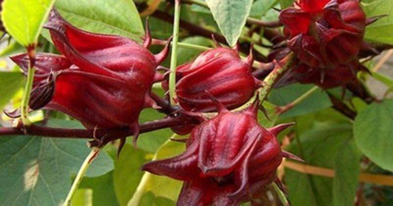 gardeningsolutions.ifas.ufl.edu