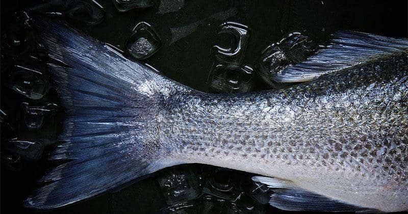 Demi Menjaga Kesehatan, Kenali 5 Manfaat Mengonsumsi Ikan Tilapia