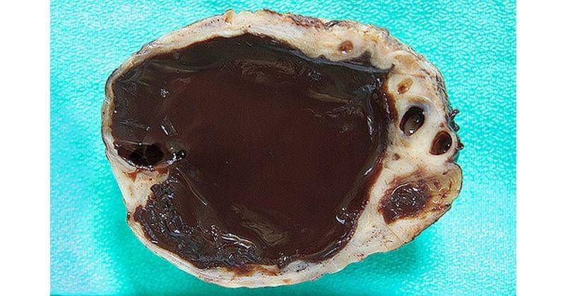 flickr.com/bc the path