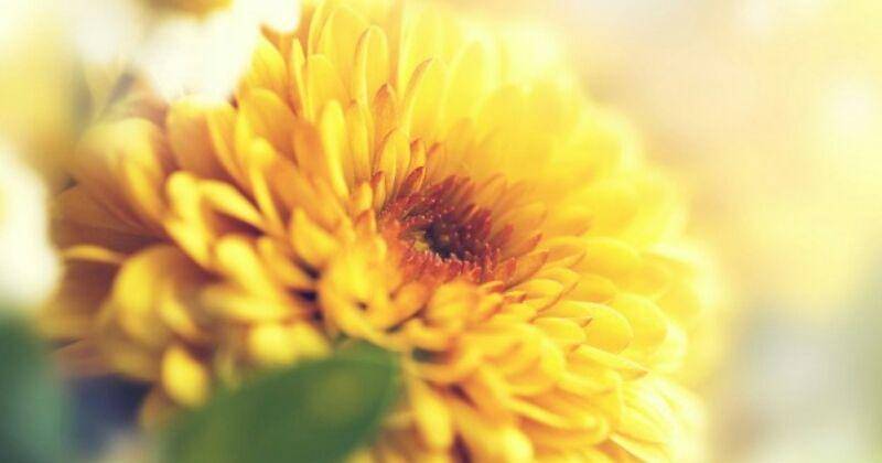 Freepik/Valeria_aksakova