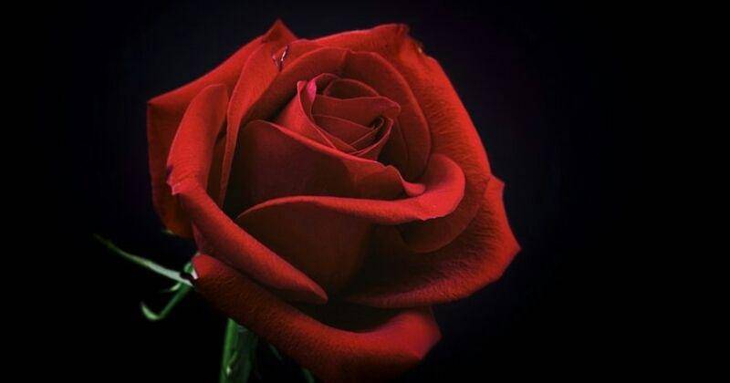 Freepik/Carlos Quintero